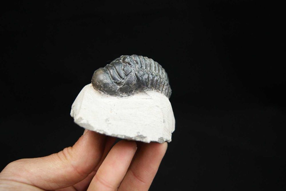 Fossil trilobite Crotalocephalus Gibbus