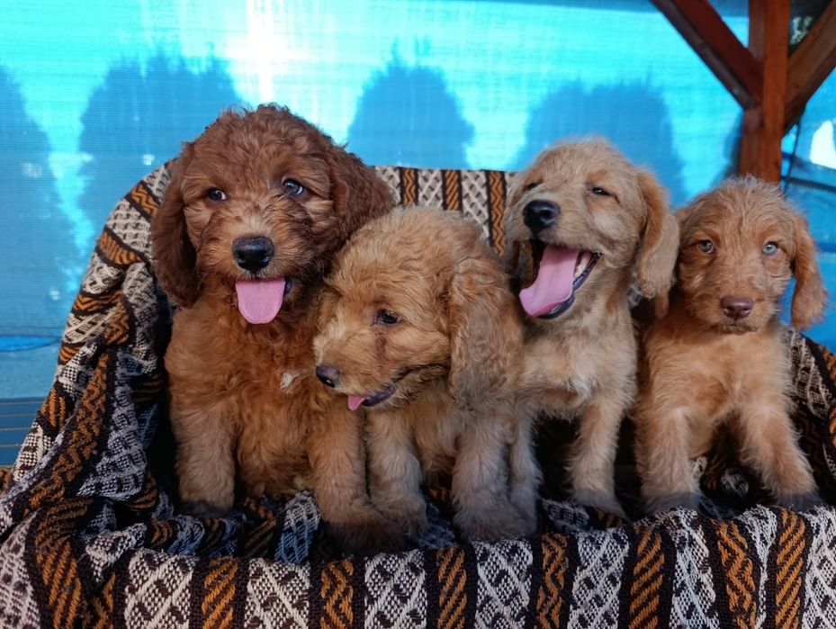 Śliczna suczka Goldendoodle mini