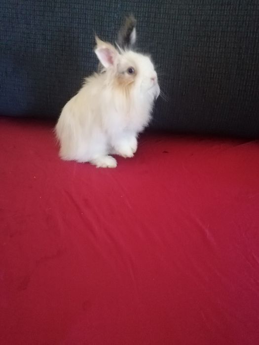 Króliki miniaturki