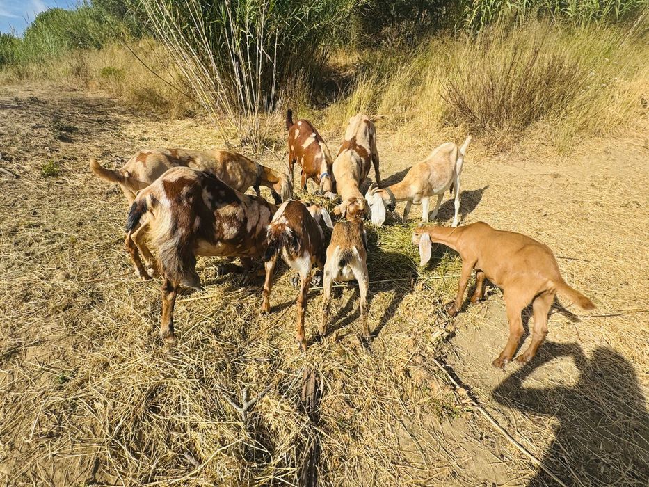 Cabras fêmeas da raça anglo-nubiana