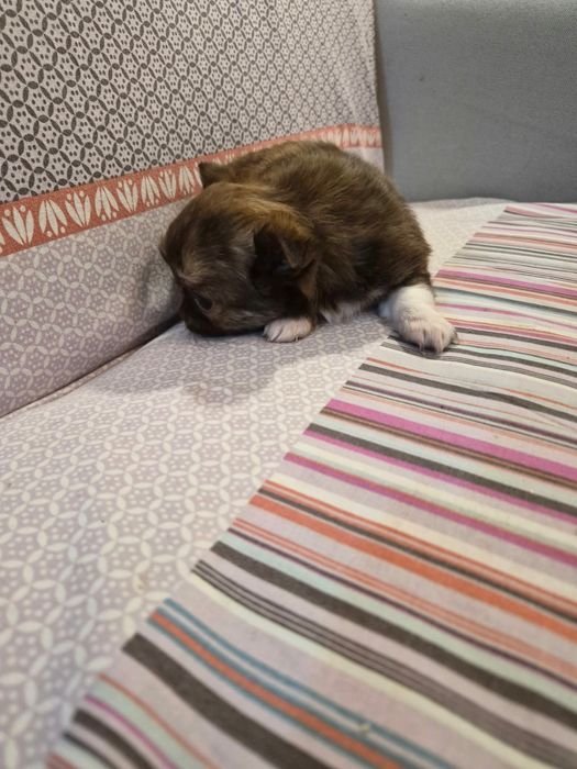 Chihuahua macho pelo longo