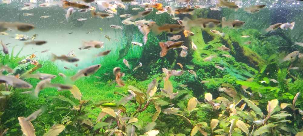 Gupiki Piękne Okazy 100 sztuk Samce i samice  duże i male