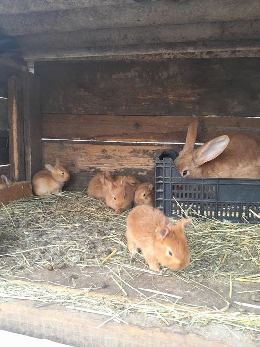 Порода бургундія