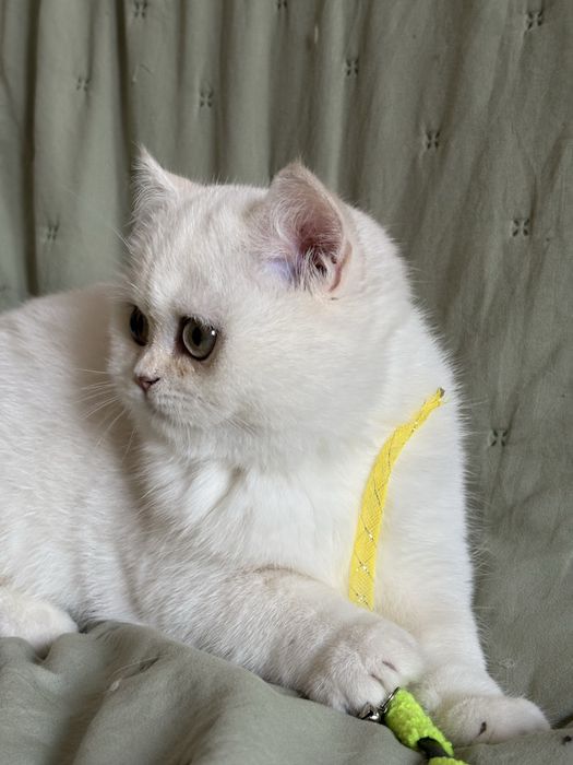 Chłopczyk brytyjski