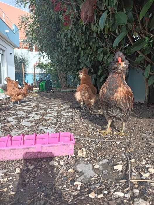 Frangos várias raças