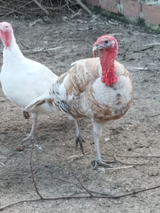 Perus vende se (machos e femeas)