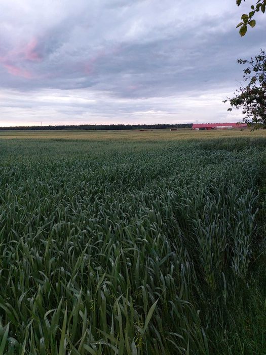 sprzedam owies ozimy żółty i czarny