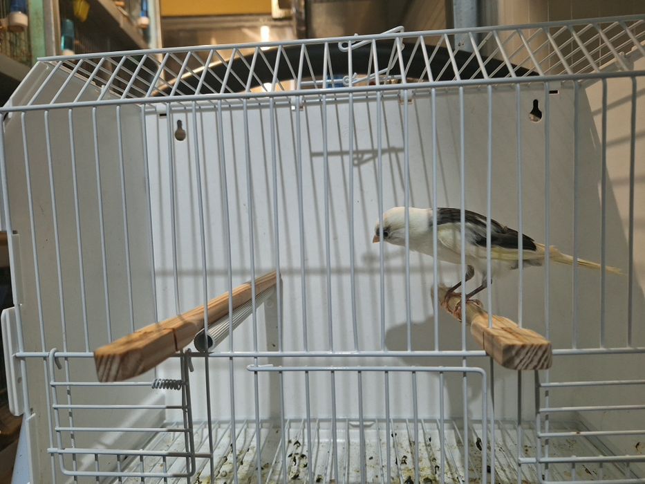 Canario largies espanhol