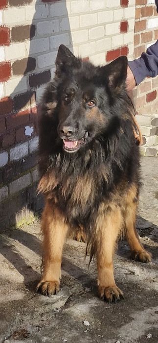 Owczarek niemiecki długowłosy