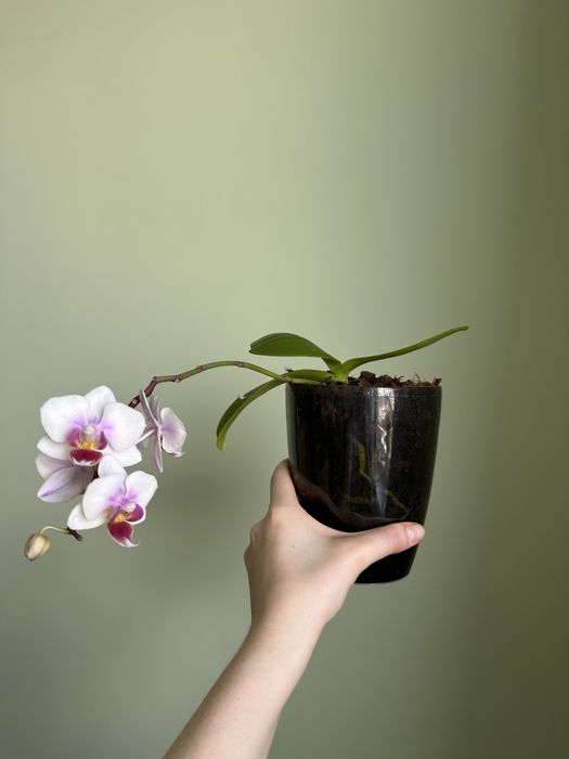 Орхідея на обмін