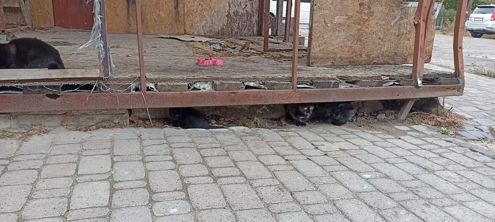 Отдам котят, кошек, живут под киоском