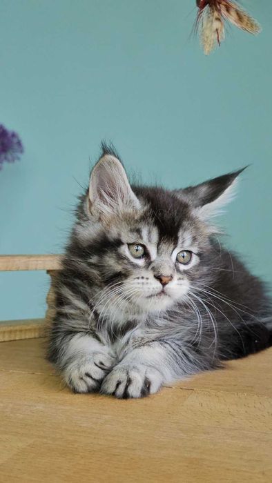 Мейн-кун дівчинка Вероніка