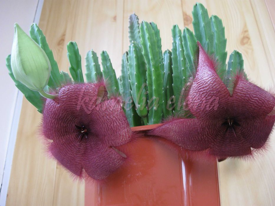 Стапелия грандифлора суккулент.