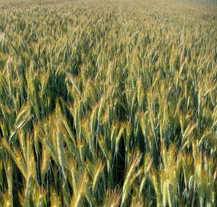 Pszenżyto tadeus  jednoroczne rok po centrali