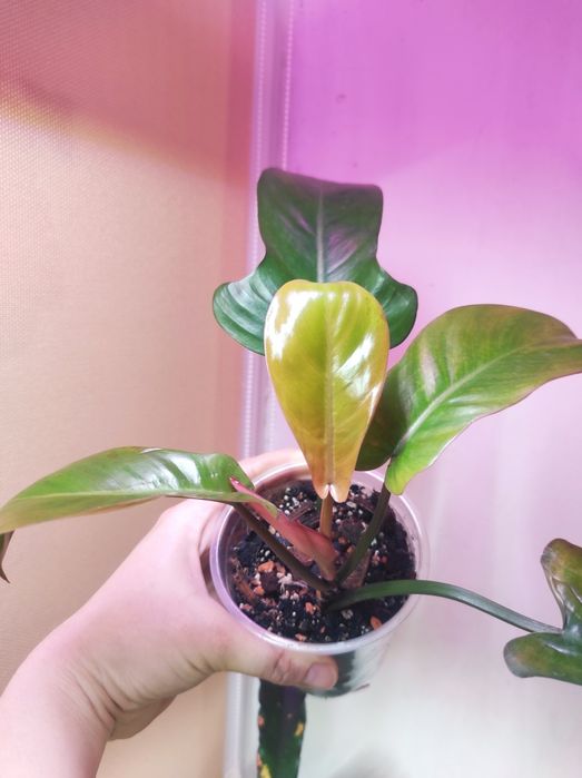 Philodendron Florida beauty alba, Florida Bronz