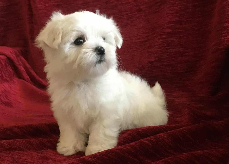 MALTAŃCZYK piesek - maleńki (XS)