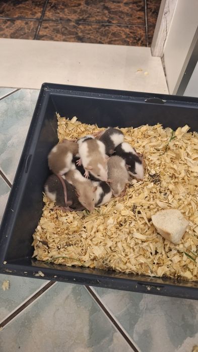 ZOSTAŁY 4 Szczurki Dumbo Szczur hodowlany