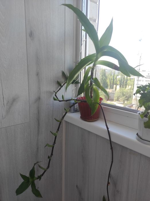 Золотой ус.лечебный