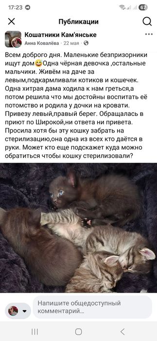 Котята бесплатно