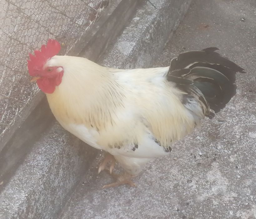 Phoenix X galinha preta