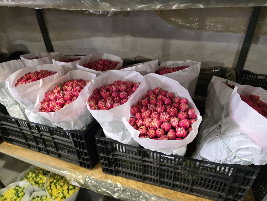 Тюльпани великий і дрібний опт, Бровари