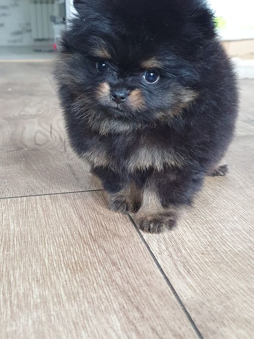 Szpic miniaturowy pomeranian/Malutka laleczka