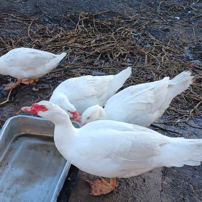 Мускусні качки ,каченята,інкубаційні яйця