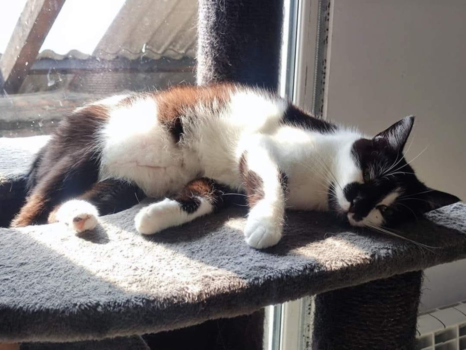 Kot ideał Buki do adopcji