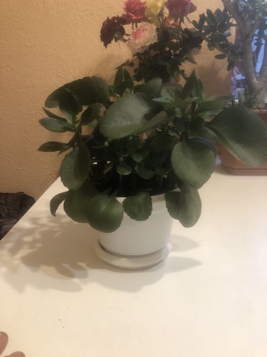 Продам квітуче  Каланхое!