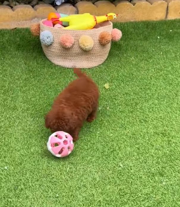 Caniche  toy pooldle  lindo