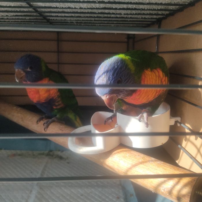 LORIS MOLUCANOS domesticado