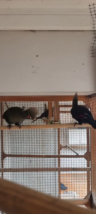 Turaco persa bufoni femea