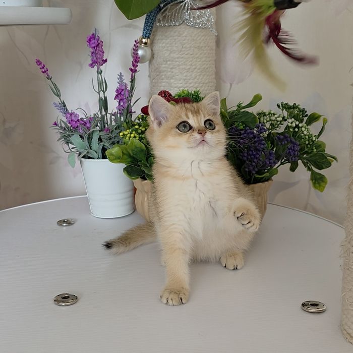 Золотий хлопчик  2,5 місяців.
