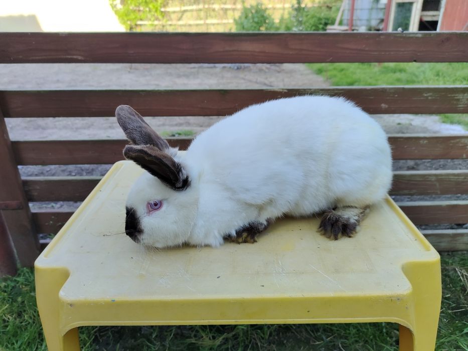 Królik Kalifornijski