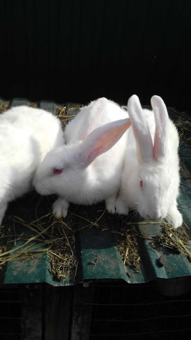 Продам кролів термонців