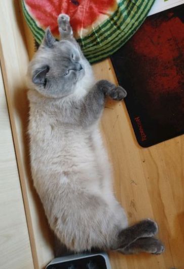 Котик Скотіш страйт.