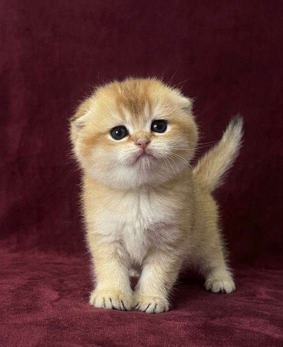 Золота  шиншила котенята