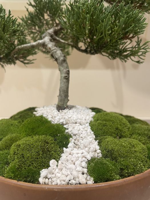 Planta Bonsai natural