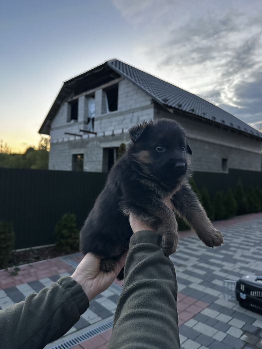 Цуценята німецької вівчарки