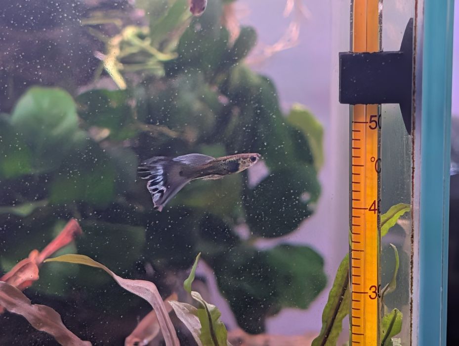 Pack  10  Guppys  juvenis