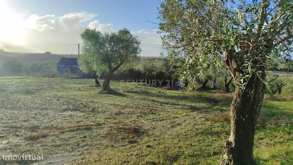 Olival em São Vicente do Paul, Santarém - 7080m²