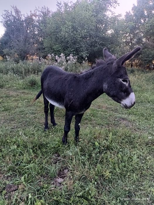 Продаж осел, віслюк