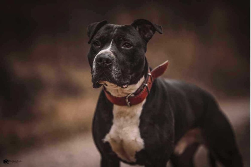 Porzucony ttb Taj; czy uda mu się znaleźć dom?