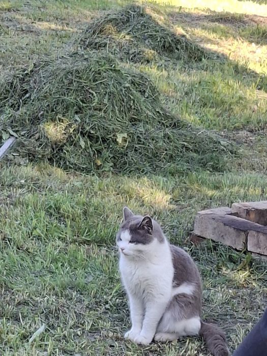 Котик в добрі руки