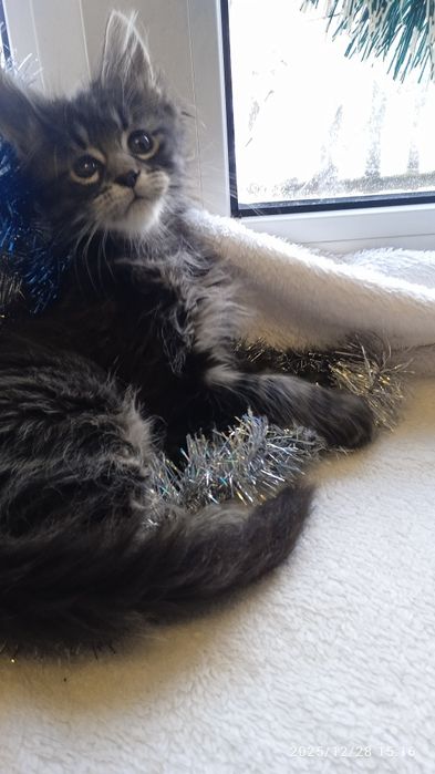 Котятки    мейн-кунятки- лучший подарок