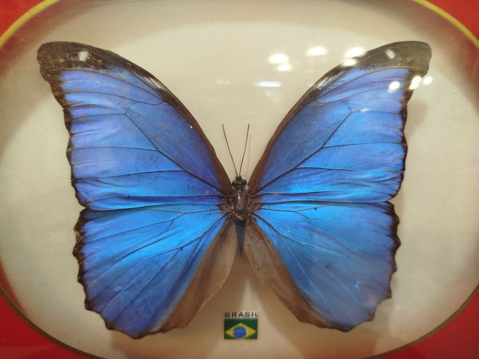 Quadro com Borboleta