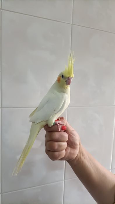 Caturras criadas à mão