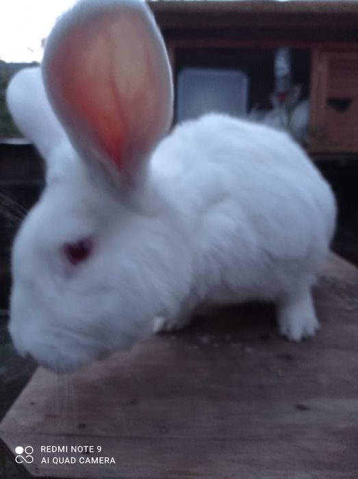 Króliki termondzkie samiczki i samce