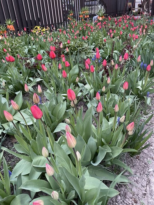 Тюльпани під зріз, квіти під зріз