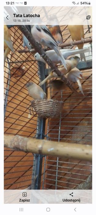 Sprzedam kanarki bastardy